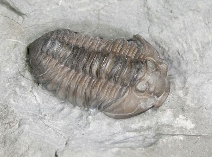 Flexicalymene Trilobite from Ohio - D #5904